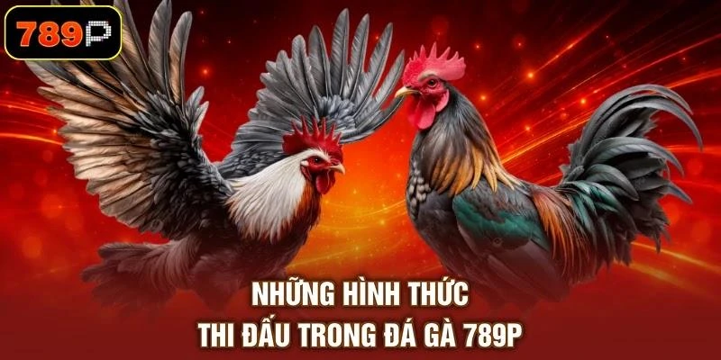 nhung-hinh-thuc-thi-dau-trong-da-ga-789p Những hình thức thi đấu trong đá gà 789P