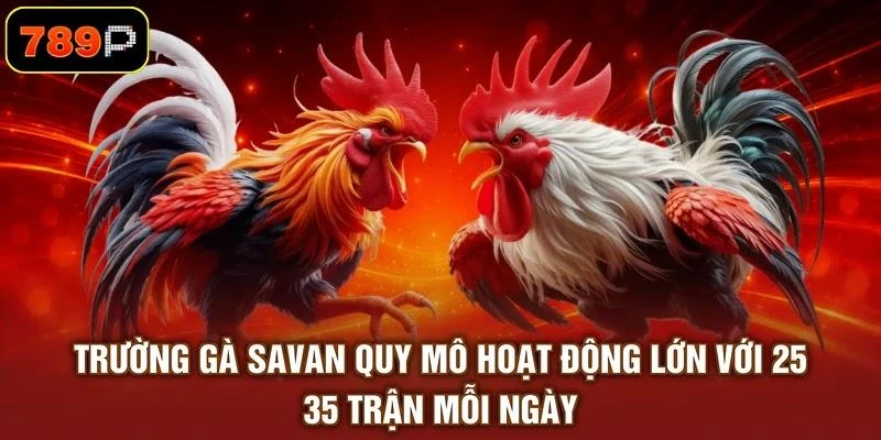 truong-ga-savan-quy-mo-hoat-dong-lon-voi-25-35-tran-moi-ngay Trường gà Savan quy mô hoạt động lớn với 25 - 35 trận mỗi ngày